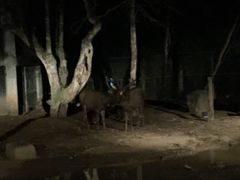 -清迈夜间动物园