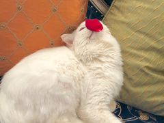 -伟伟宠物医院·瑞派猫友好医院·猫科(光谷店)