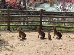 -苏州太湖西山岛开心农场