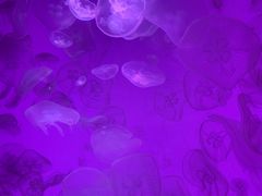 -沈阳海洋探索中心