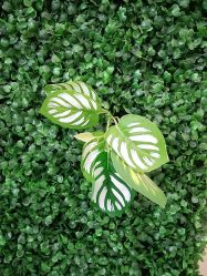 -苗医生草本科技祛痘