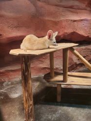 -Zoolung Zoolung动物主题公园(海信广场店)