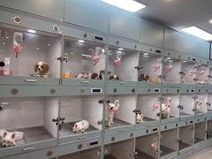 -萌宠之家·腊肠犬·马尔泰·小体犬舍