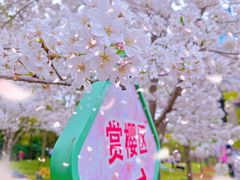 -顾村公园