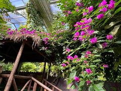 -呀路古热带植物园