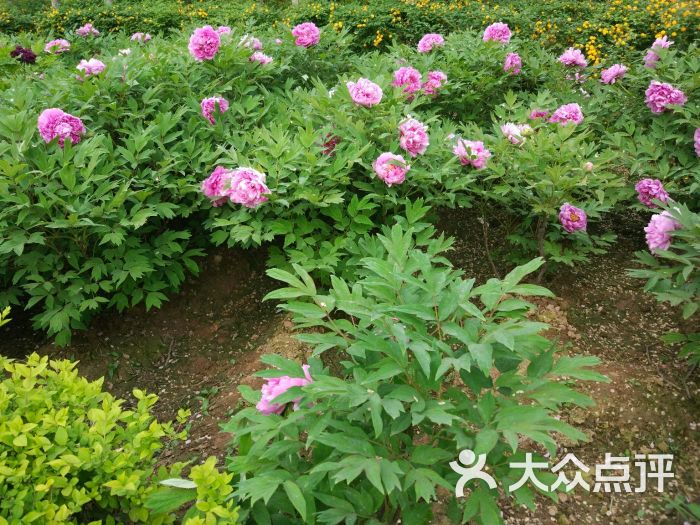 西安牡丹苑图片 - 第259张