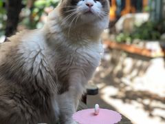 -喵屿·大理花园猫咖