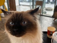 -喵屿·大理花园猫咖