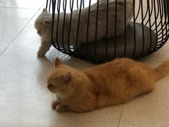 -飞行喵MR PILOT|猫舍·猫咖(静安大融城店)