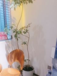 -玛莲朵·海菲秀冰珀科