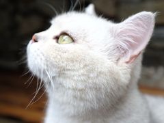 -喵屿·大理花园猫咖