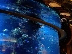 -迪拜帆船酒店海底餐厅