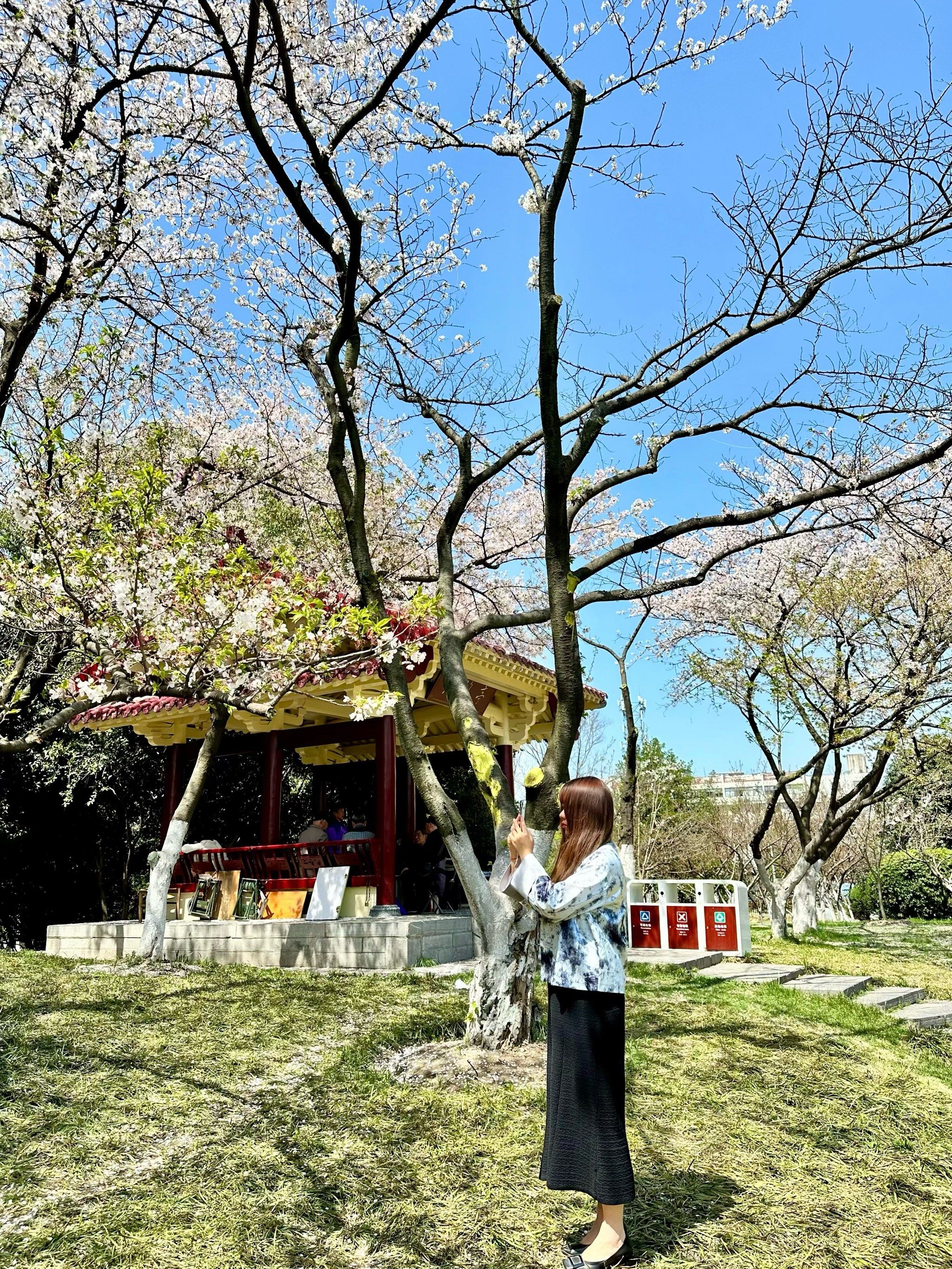 合肥樱花|杏花公园的超大樱花树94绝美[强]