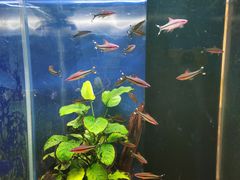 -沙沙哗啦海洋馆(华宇百花谷店)