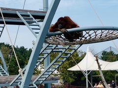 -西霞口神雕山野生动物世界