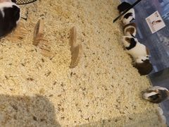 -怪兽屋·羊驼·猫咖·狗咖(俊华广场店)