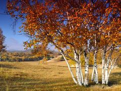 -塞罕坝国家级自然保护区