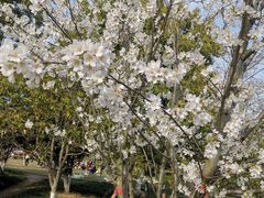 -径山花海