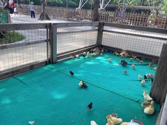 -广州长隆飞鸟乐园