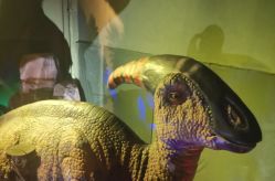 -恐龙探索乐园(磁器口店)