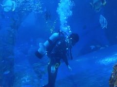 -芜湖新华联大白鲸海洋公园