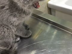 -暖阳宠物医院·犬猫康复中心·骨科