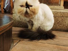 -more than meow吴止猫主题餐厅(承德 中船汇店)