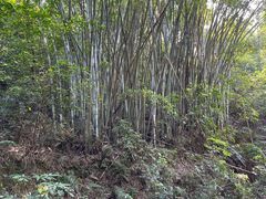 -广州市帽峰山景区
