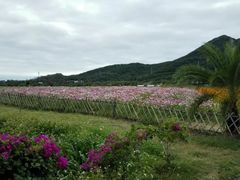 -亚龙湾国际玫瑰谷