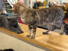 -猫小院猫主题咖啡厅(北锣店)