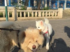 -龙舟池