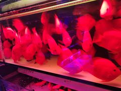 -花鸟鱼虫鲜花绿植市场(玉泉路店)