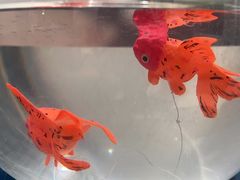 -海马体照相馆(环贸iapm大师爱情店)