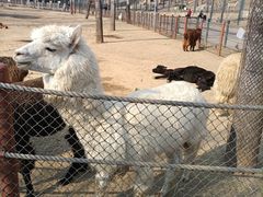 -大连森林动物园