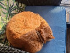 -Sirena海妖日咖夜酒