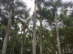 -荔香公园