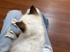 -楼上猫咖(罗湖店)