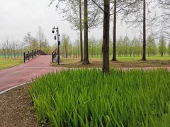 -黄海国家森林公园