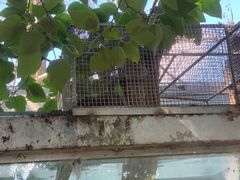 -水绘园
