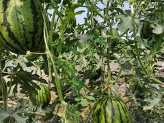 -庞各庄翠芳园西瓜蔬菜基地采摘园