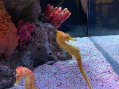 -暹罗海洋世界