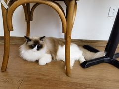 -有猫主题·治愈系猫咖(曾厝垵店)