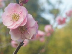-桃花涧