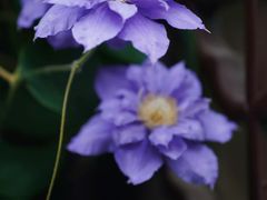 -国家植物园