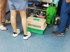-A猫a狗全科·犬猫异宠·芥西宠物医院(南开总院)