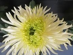 -杭州植物园