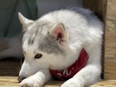 -Husky Go! 哈士奇体验馆·宠物咖啡厅狗咖