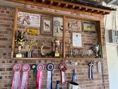 -北京群众马术培训基地