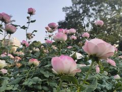 -人民公园(罗湖区)