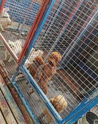 -萌宠亲子动物乐园(槐房万达店)